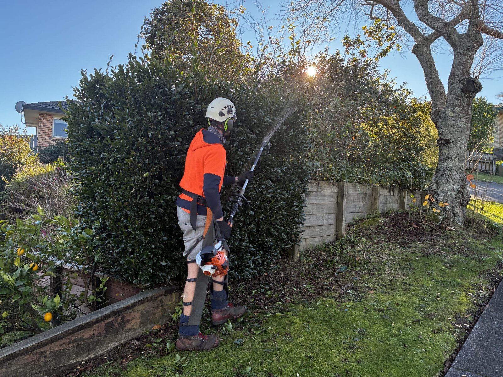 Prime Tree Services arborist trimming a tall hedge with a long reach hedge trimmer in Tauranga