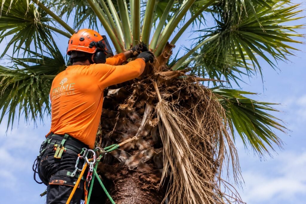 Palm and yucca removal by Prime Tree Services in Tauranga