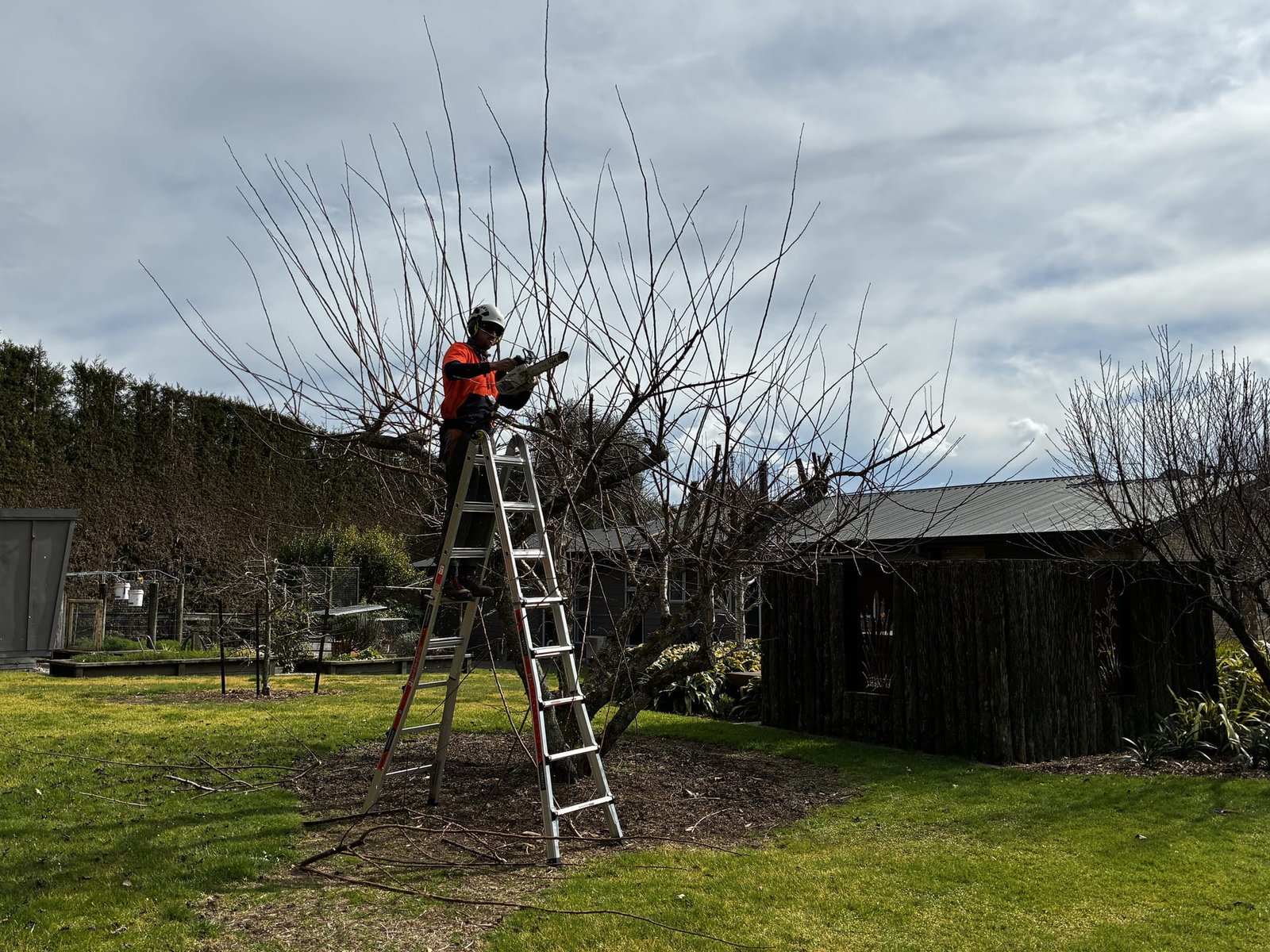 Arborist on a ladder winter pruning a bare fruit tree in a Tauranga garden