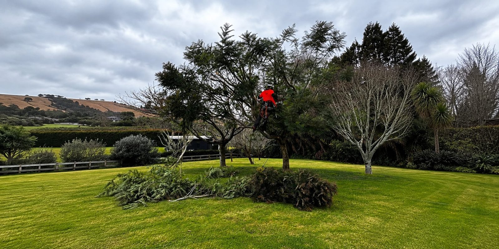 Arborist reducing the crown of a tree on a large Tauranga property, cut branches stacked on the lawn
